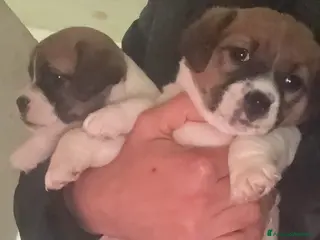 Jack Russell cani Cucciola jack russell - Annuncio 8