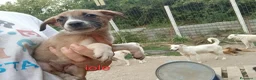 Meticcio cani in regalo: Cuccioli di taglia media piccola  - Annuncio 5