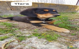 Meticcio cani in regalo: TIARA cucciola dolce a Città Metropolitana di Bologna - Immagine 13
