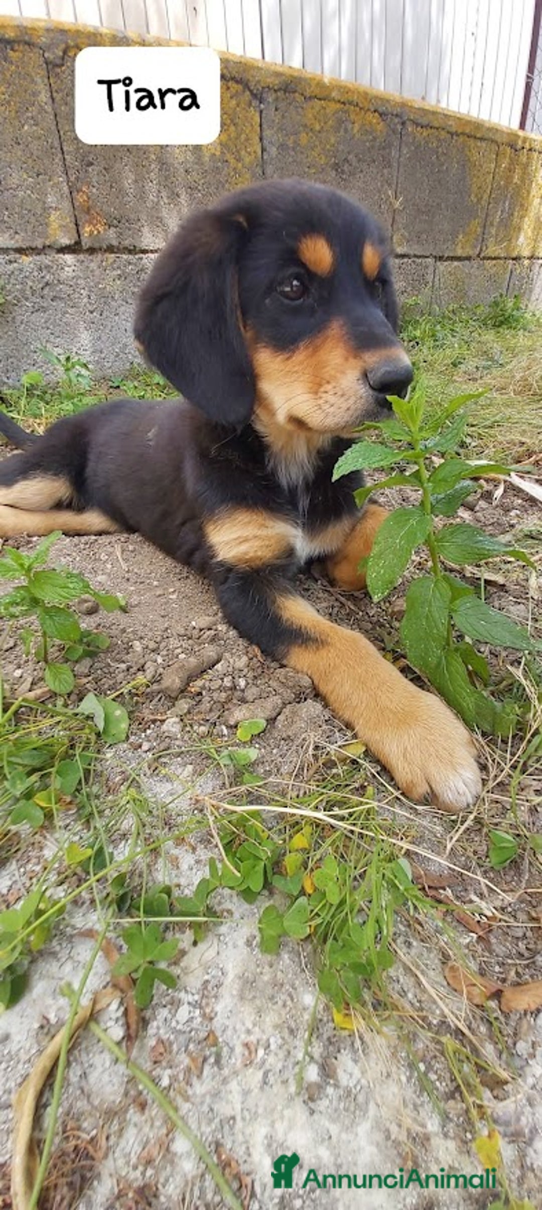 Meticcio cani in regalo: TIARA cucciola dolce a Città Metropolitana di Bologna - Immagine 13
