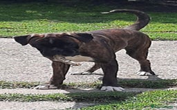 Boxer cani in vendita: boxer cuccioli a Turbigo - Immagine 13