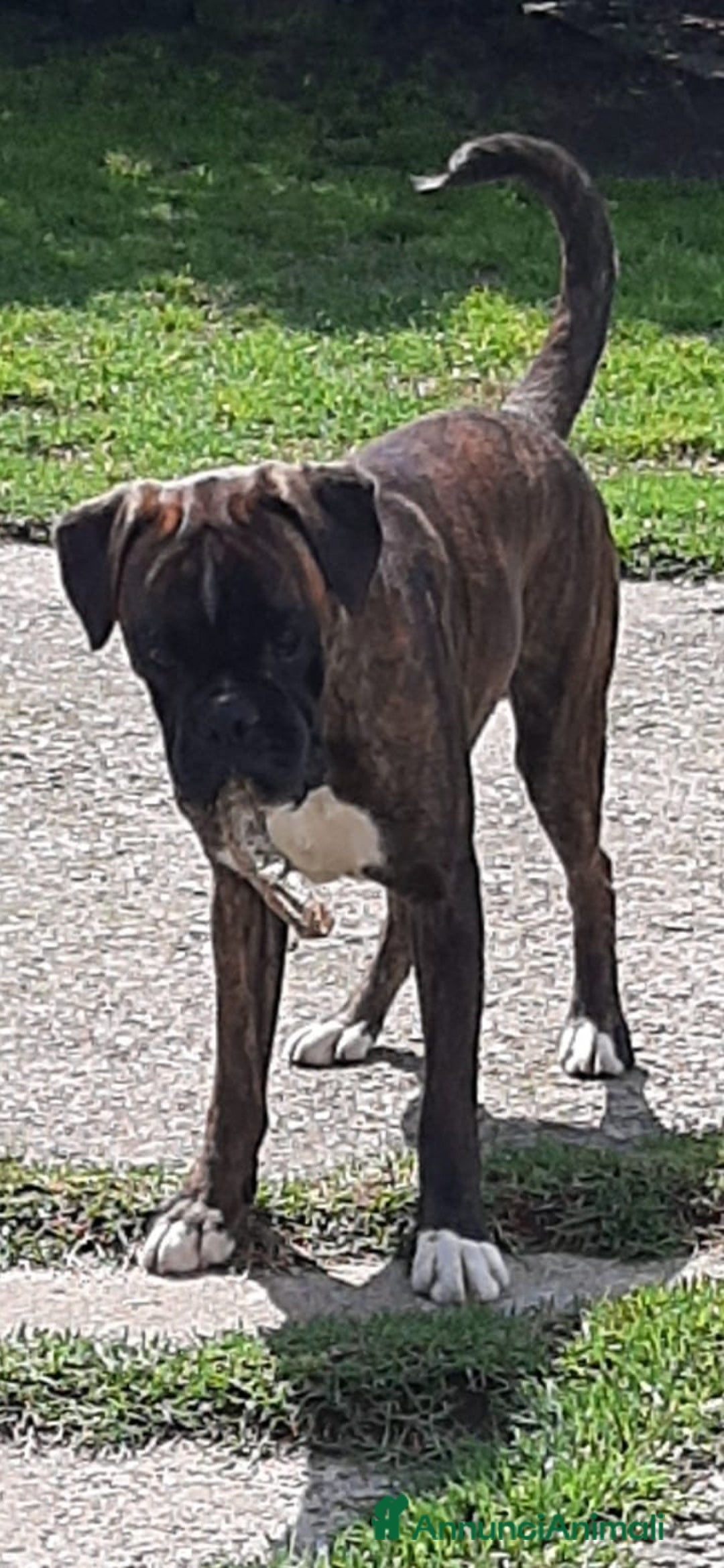 Boxer cani in vendita: boxer cuccioli a Turbigo - Immagine 13