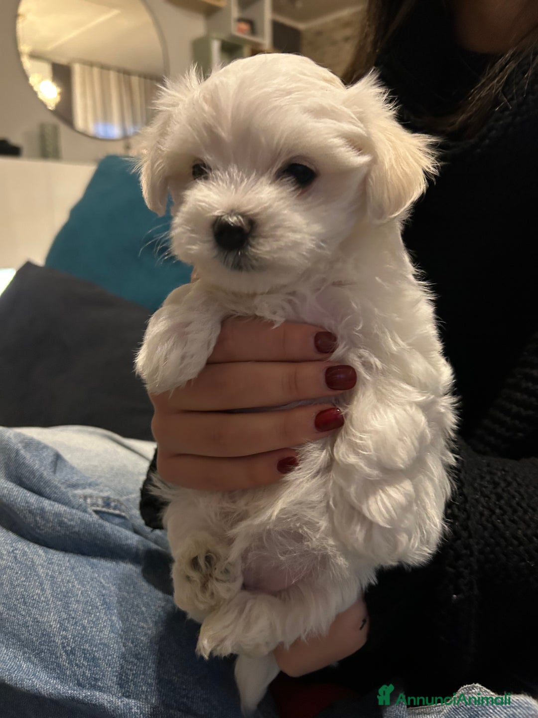 Maltese cani in vendita: Cuccioli Maltesi: Piccoli Tesori in Cerca di Casa - Annuncio 19