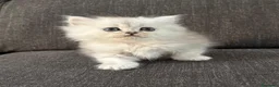 Persiano gatti in vendita: Gattini cuccioli persiano  - Annuncio 7