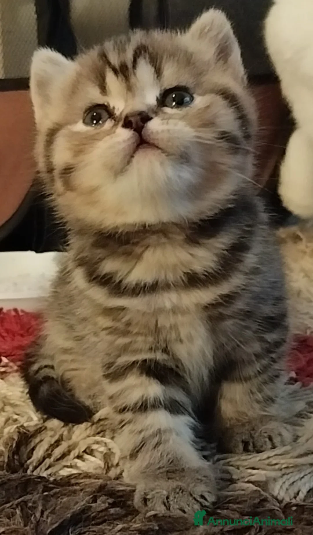 Scottish gatti in vendita: Bellissimi scottish fold e straigh  - Annuncio 1