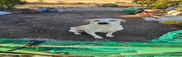 Meticcio cani in regalo: Rey cerca casa a Provincia di Taranto - Annuncio 2