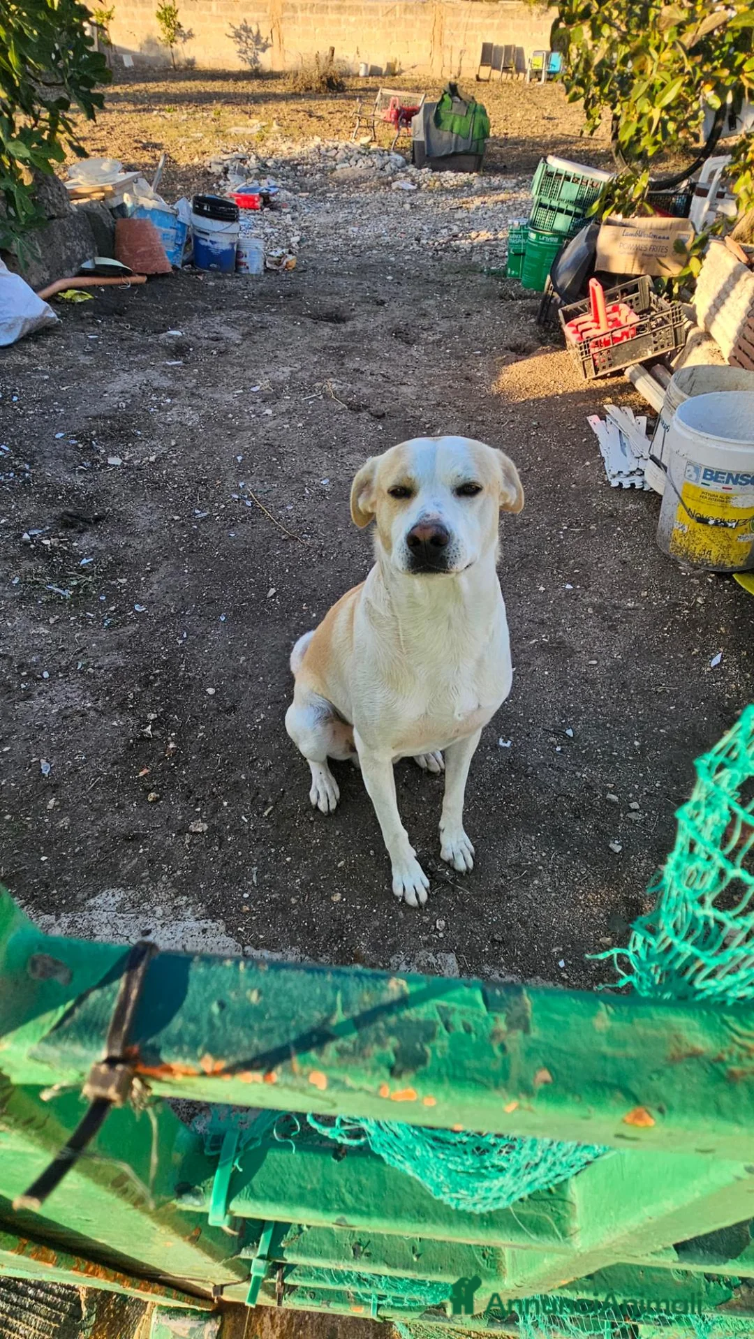 Meticcio cani in regalo: Rey cerca casa a Provincia di Taranto - Annuncio 2