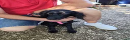 Meticcio cani in regalo: KEYLI cucciola taglia medio piccola - Annuncio 4