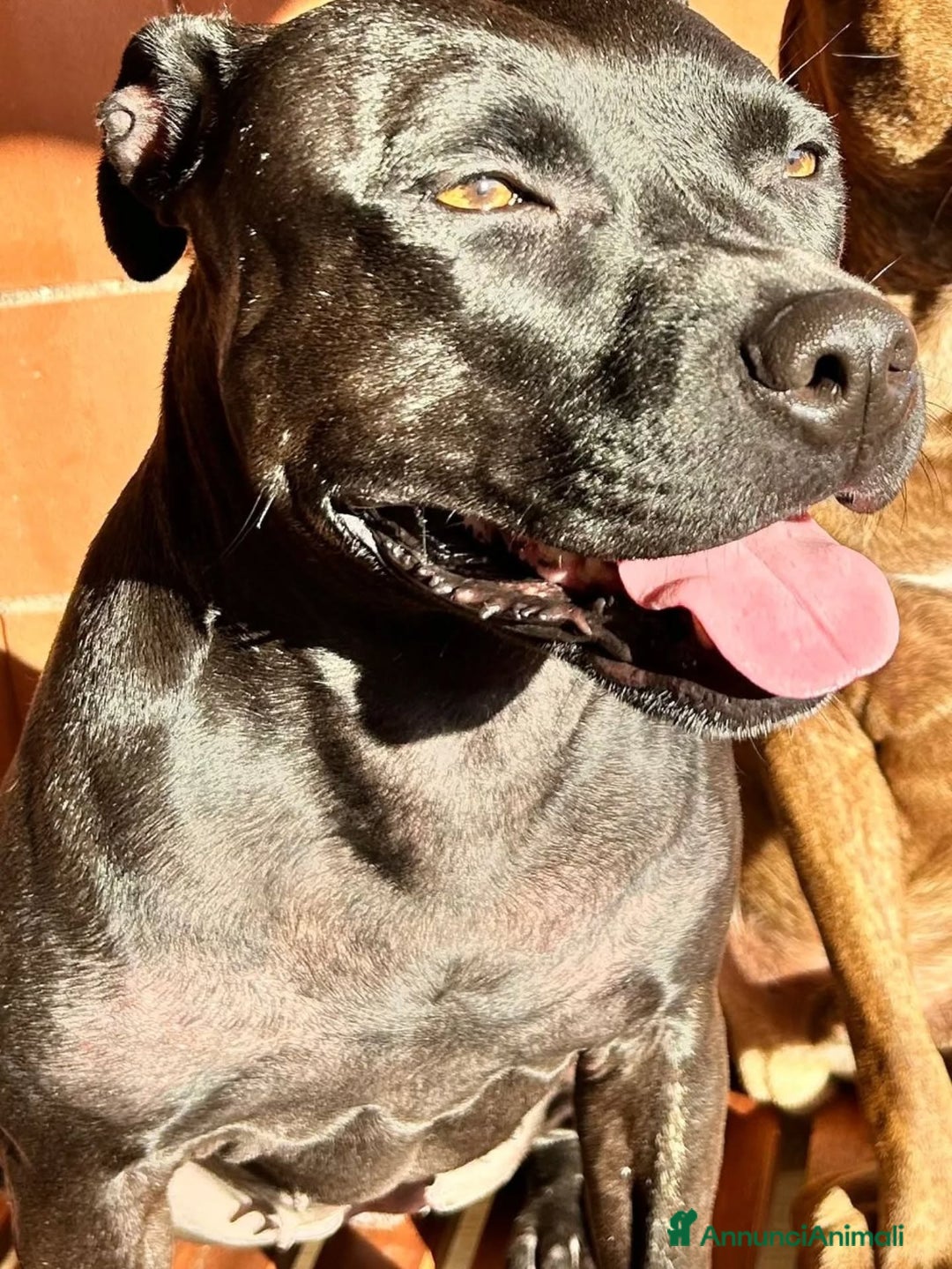 American Staffordshire cani in regalo: SPARTA american pitbull terrier 4 anni in adozione - Annuncio 4