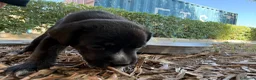 Meticcio cani in regalo: REGALASI CUCCIOLI FUTURA TAGLIA MEDIA a Provincia di Taranto - Annuncio 8