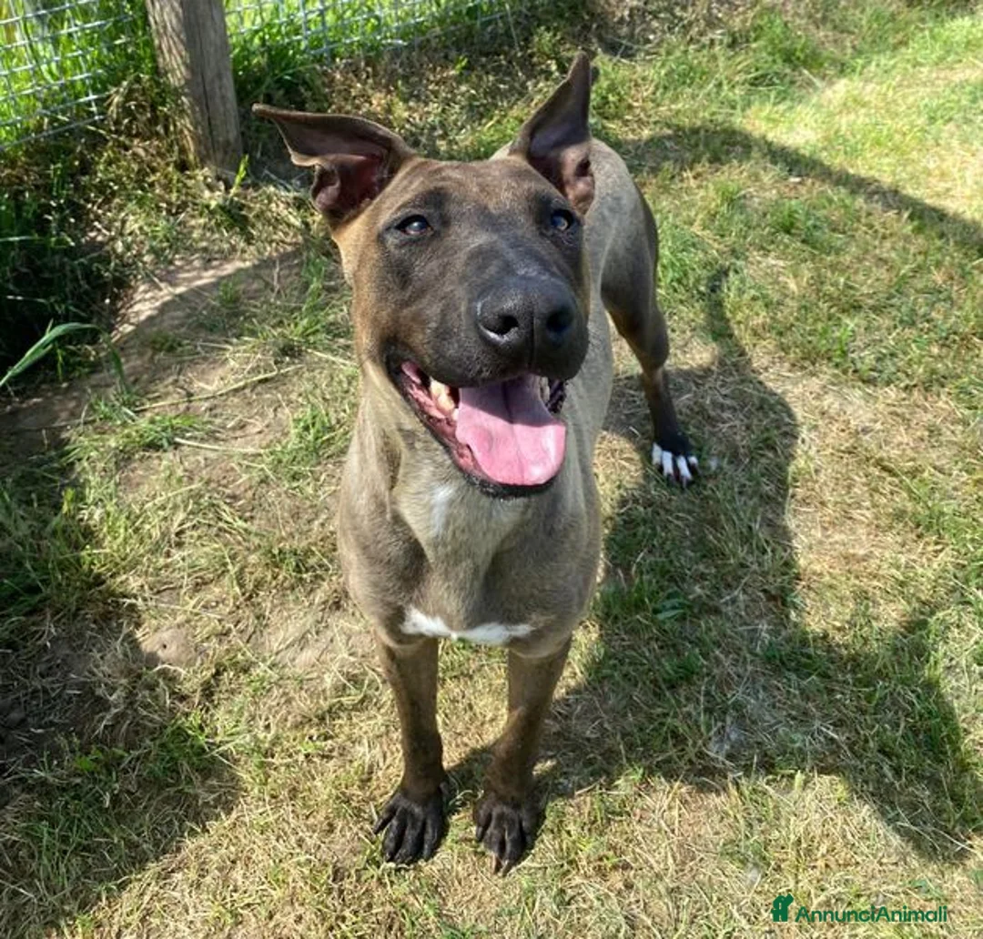 Pastore Belga cani in regalo: MALI', dolce pastore malinois - Annuncio 1