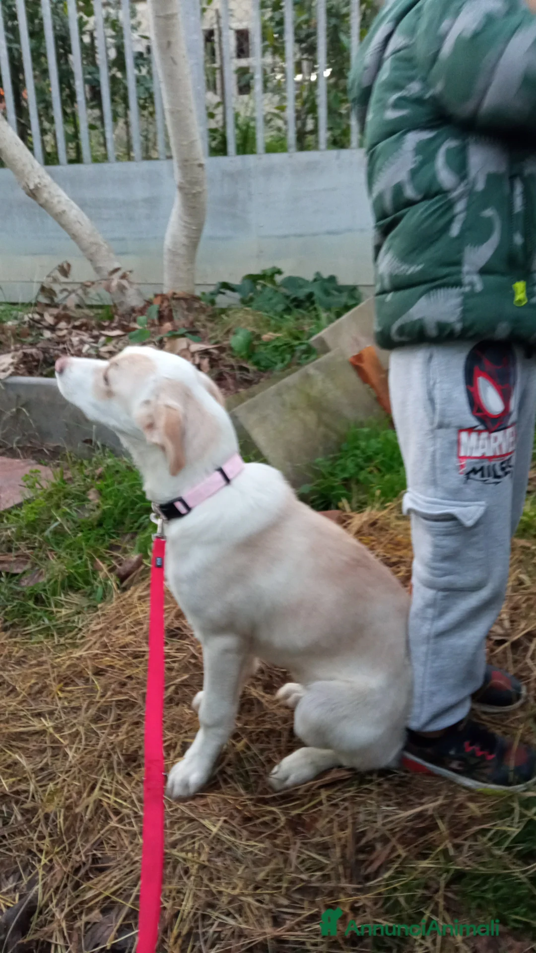 Meticcio cani in regalo: Cucciola cerca casa - Annuncio 4