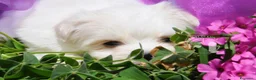 Maltese cani in vendita: Maltese Mini Toy Allevamento Master ENCI - Annuncio 4