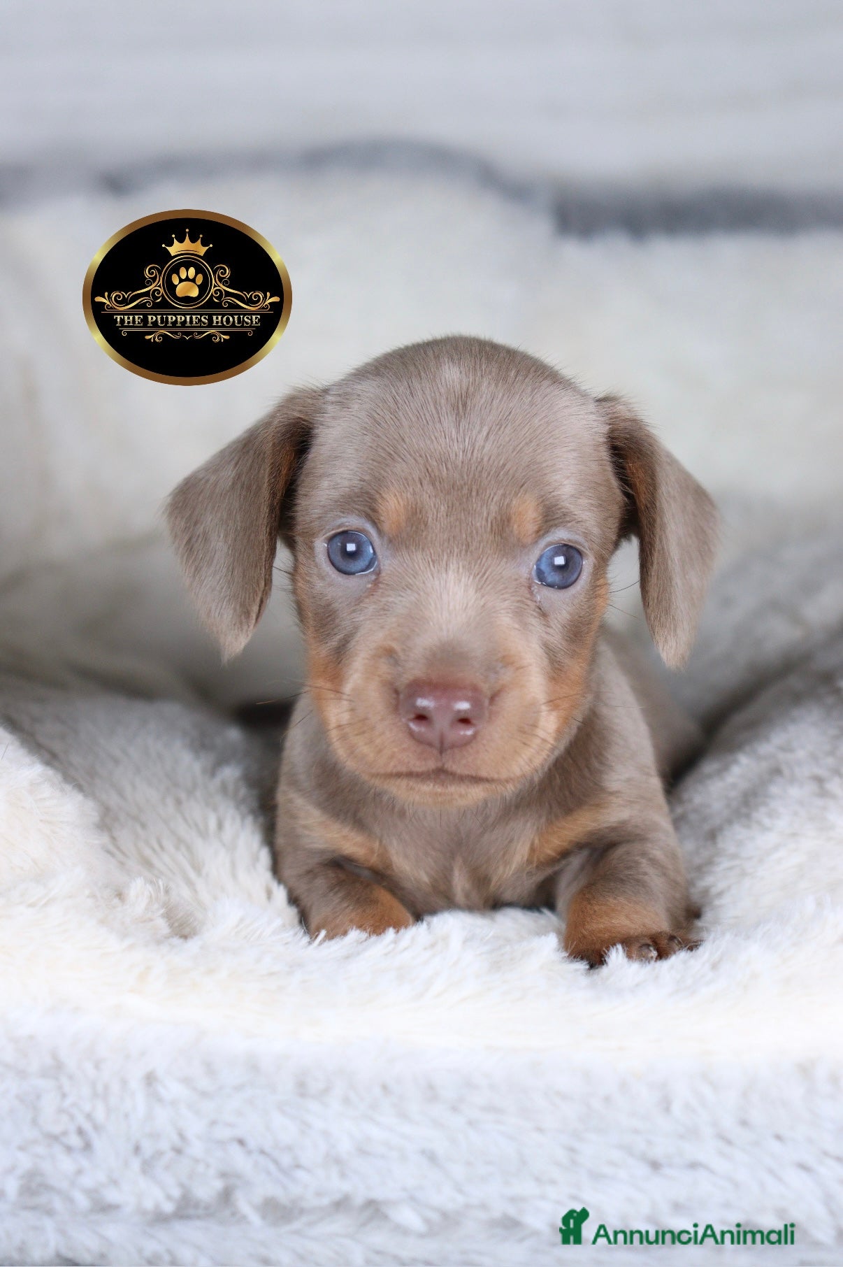 Bassotto cani Bassotto Tedesco   - Annuncio 1