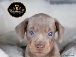 Bassotto cani Bassotto Tedesco - Annuncio 3