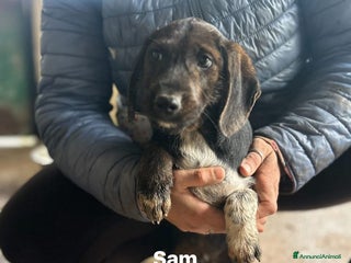 Meticcio cani CUCCIOLO M tg Mediopiccola - Annuncio 37