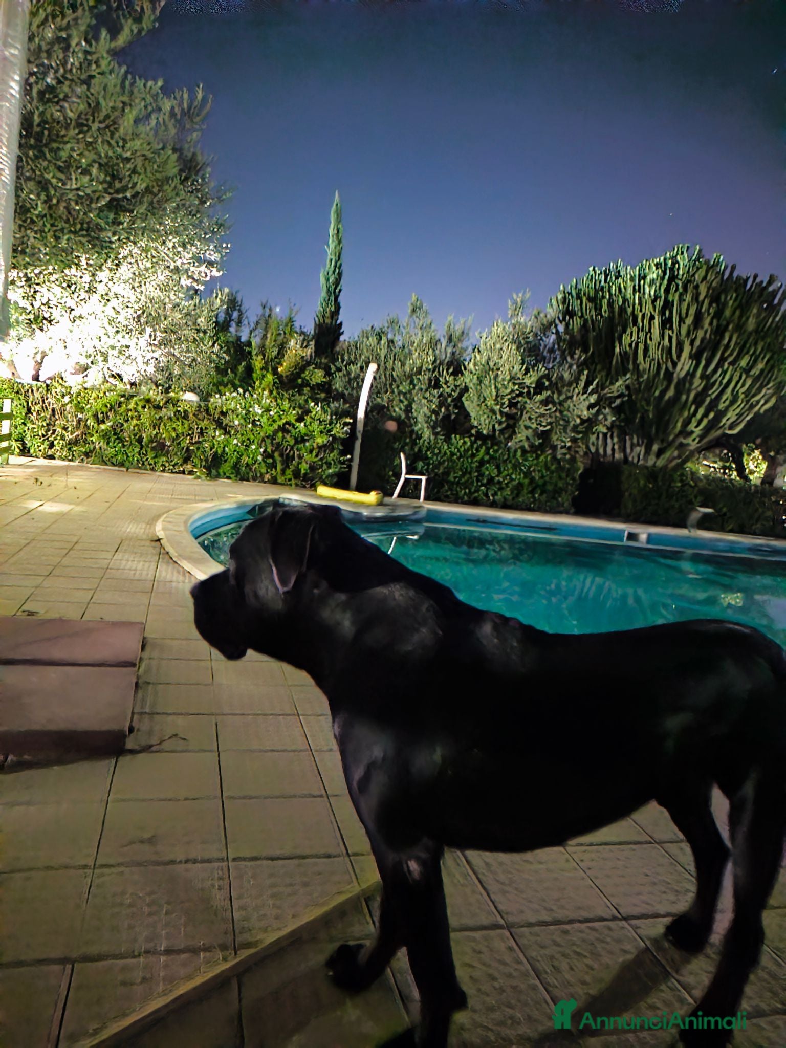 Cane Corso cani Cucciolone corso marchio - Annuncio 10