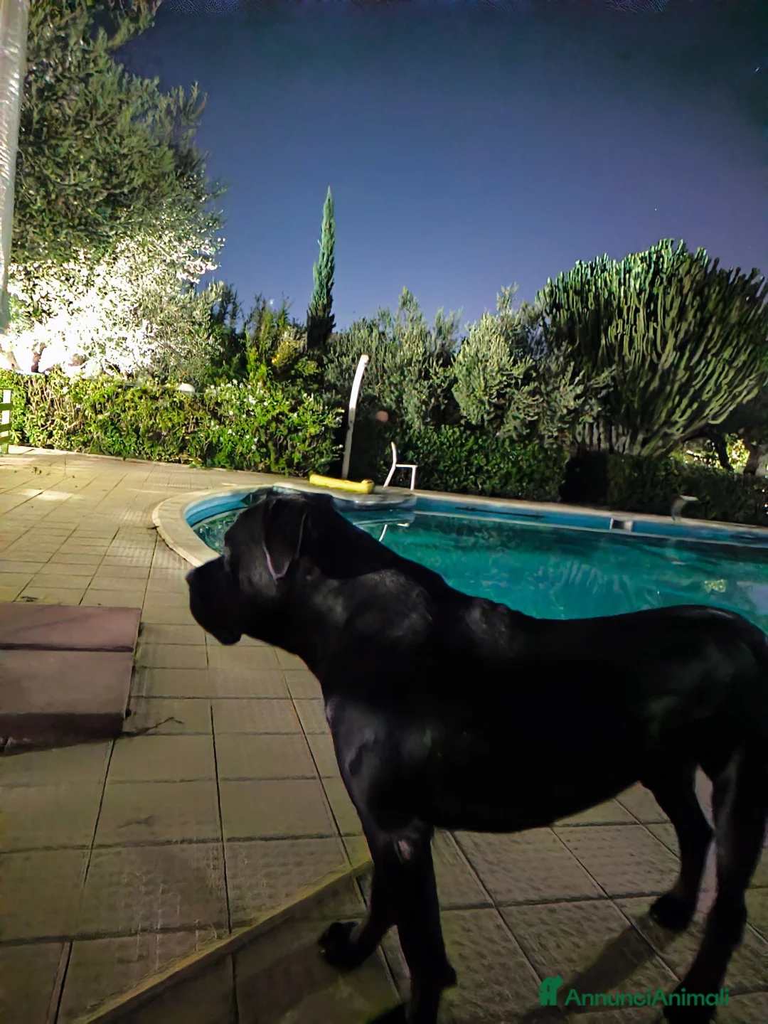 Cane Corso cani in regalo: Cucciolone corso marchio a Libero consorzio comunale di Trapani - Annuncio 1
