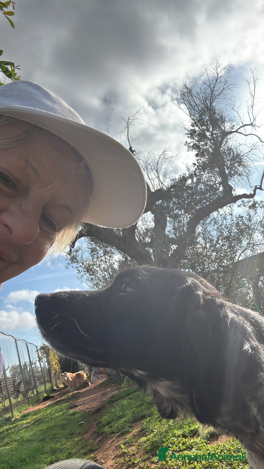 Breton cani in regalo: ADOZ.del cuore:dolcissimo vuole una famiglia  sua! - Annuncio 2