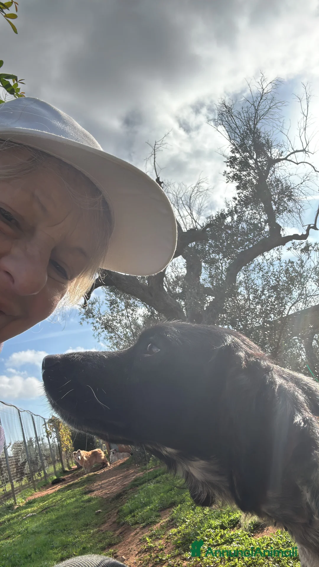 Breton cani in regalo: ADOZ.del cuore:dolcissimo vuole una famiglia  sua! - Annuncio 2