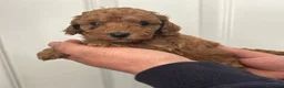 Barboncino Toy cani in vendita: Bellissimi Barboncini toy  - Annuncio 5