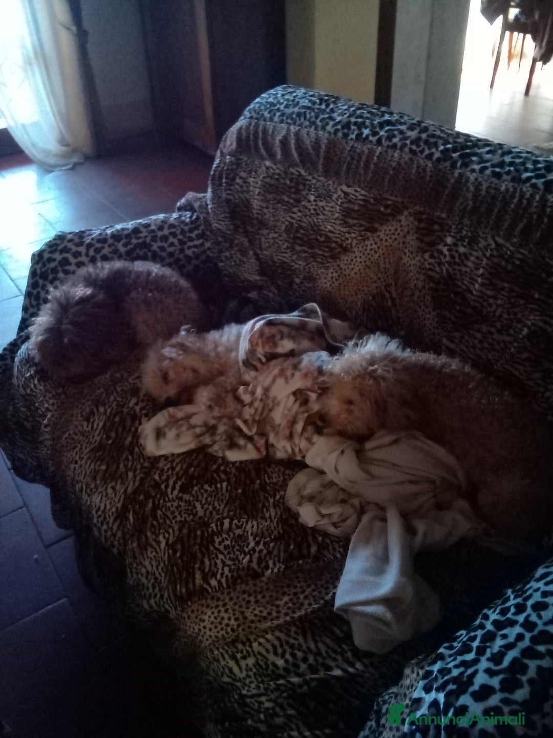 Barboncino Toy cani in vendita: Vendesi cuccioli di Barboncino Toy  - Annuncio 9