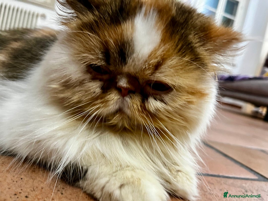 Persiano gatti in vendita: Gattini persiani ipertipi  - Annuncio 11