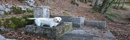 Labrador cani per accoppiamento: Labrador maschio per accoppiamento - Annuncio 3