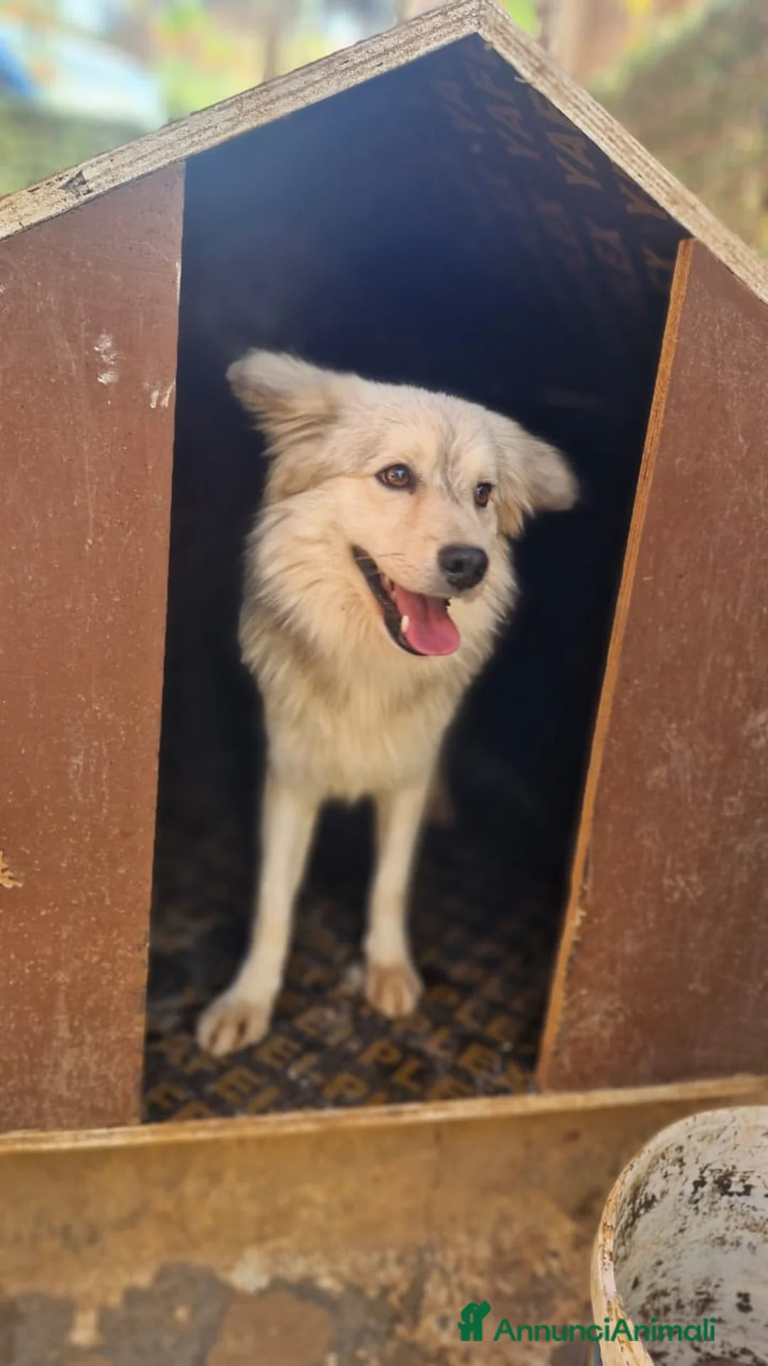Meticcio cani in regalo: yorgo, un tenero pelosetto - Annuncio 6
