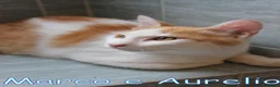 Europeo gatti in regalo: MARCO E  AURELIO DOLCISSIMI GATTINI a Città Metropolitana di Torino - Annuncio 6