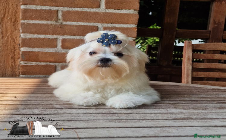 Maltese cani a Province of Vicenza - Annuncio 5
