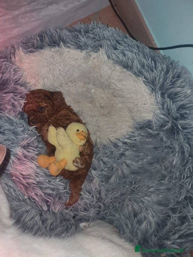 Barboncino Toy cani Barboncini mini toy - Annuncio 12