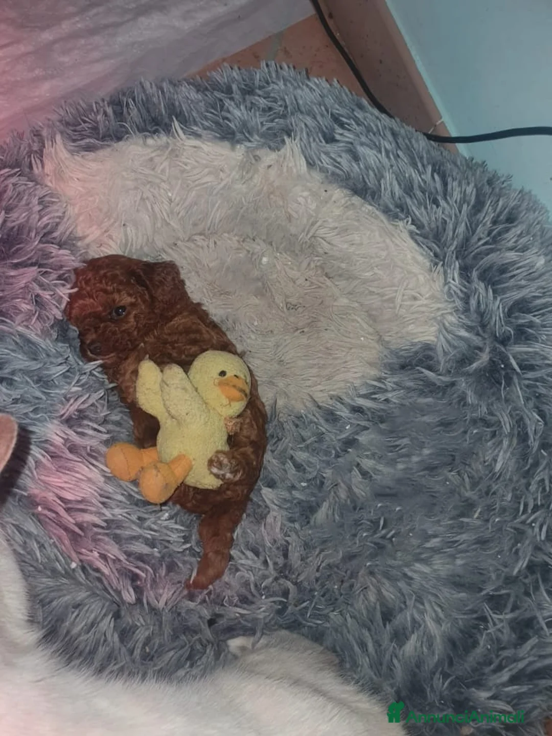 Barboncino Toy cani in vendita: Barboncini mini toy - Annuncio 1