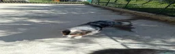 Australian Shepherd cani in vendita: Vendita cuccioli  - Annuncio 4