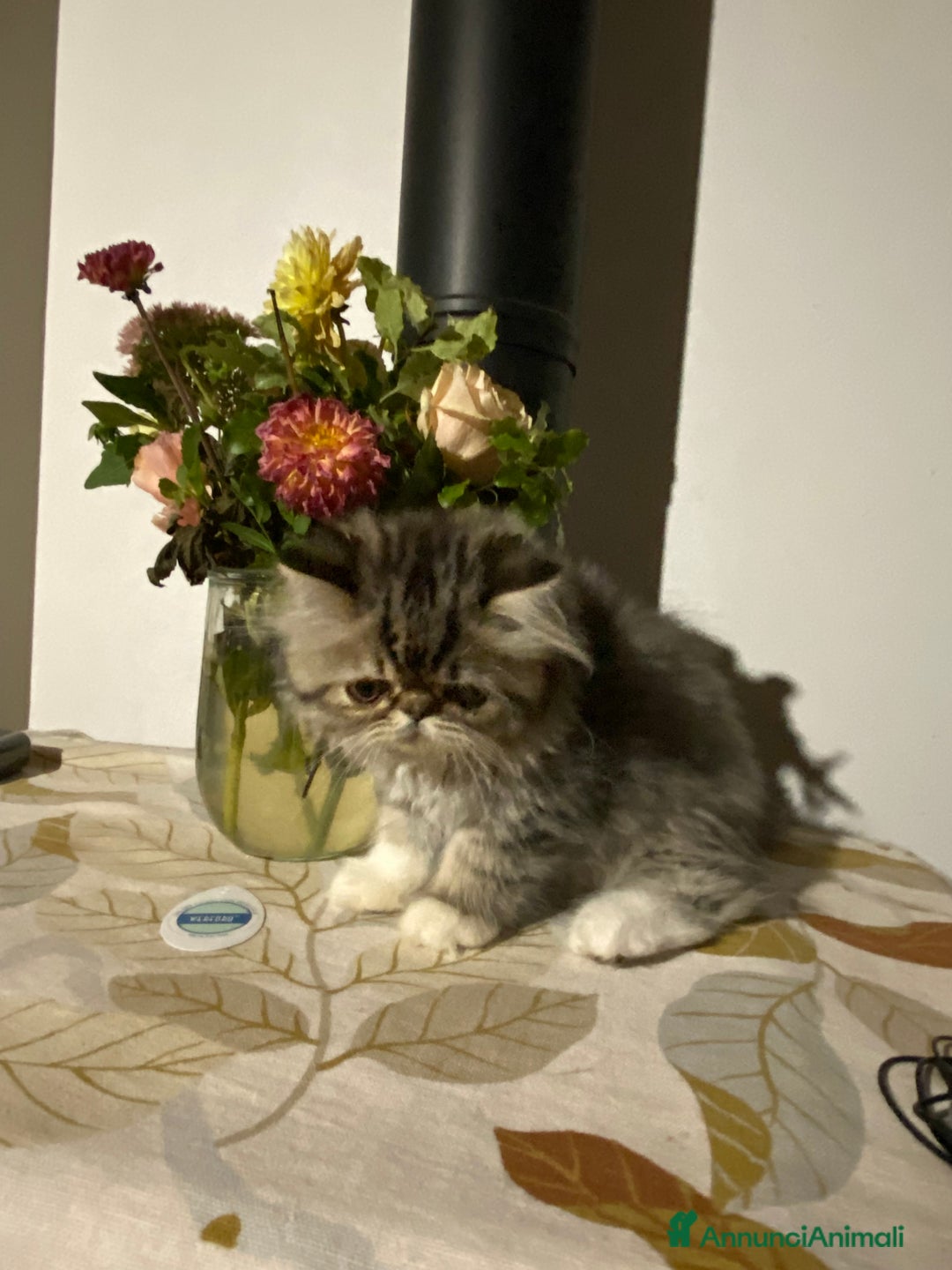 Persiano gatti in vendita: Meraviglioso gattino Persiano in cerca di casa ✨ - Annuncio 4