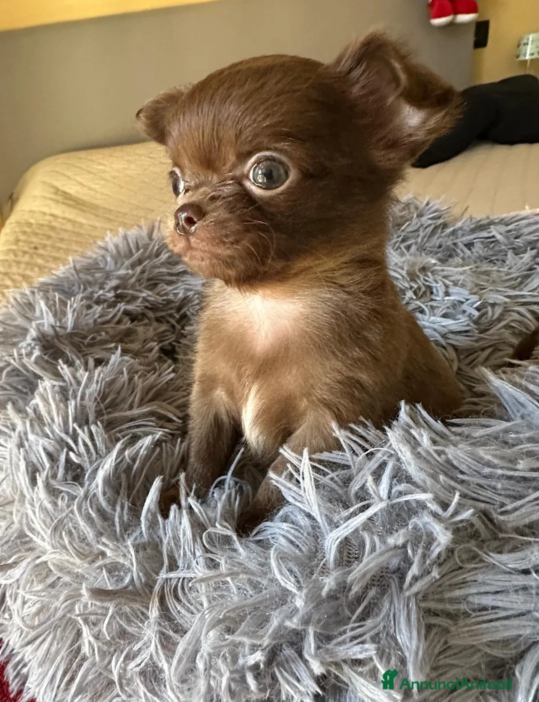 Chihuahua cani in vendita: Chihuahua Pedigree Enci - Annuncio 2
