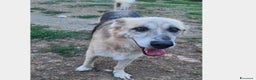 Meticcio cani in regalo: Rocky 12anni da anni in tugurio! LAZIO a Milano - Annuncio 2