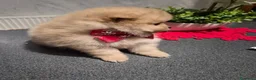 Volpino Pomerania cani in vendita: Cuccioli di Pomerania - Annuncio 9