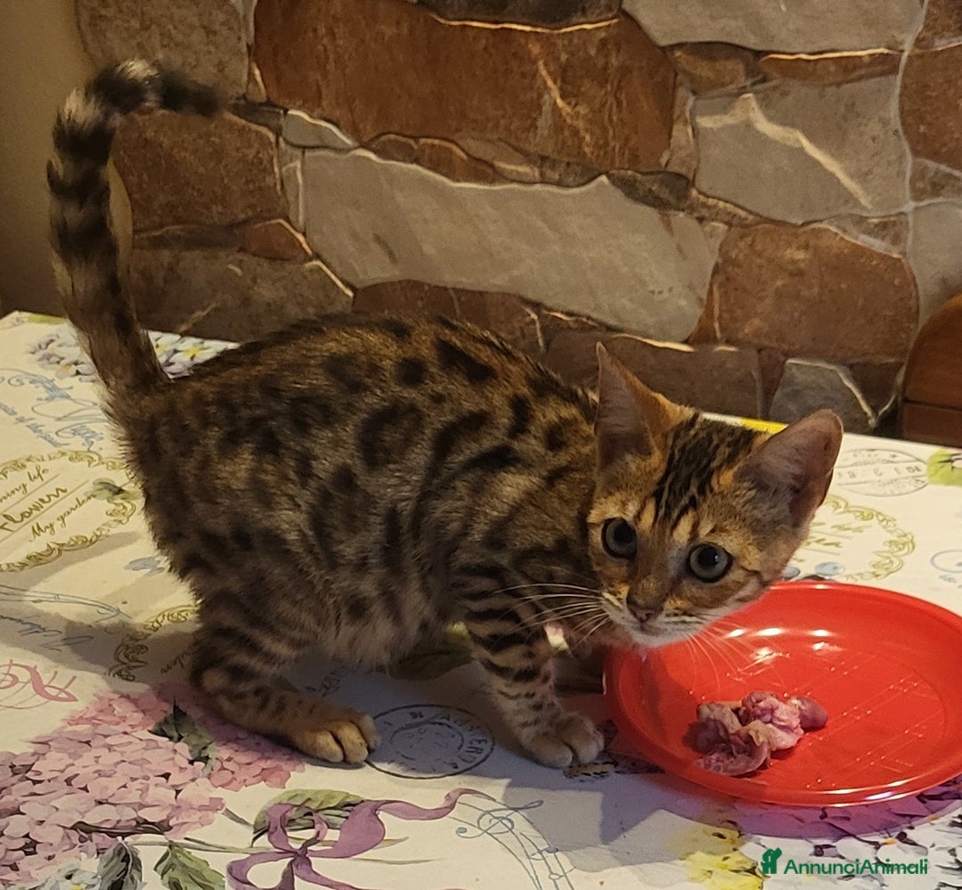 Immagine della galleria {{count}}