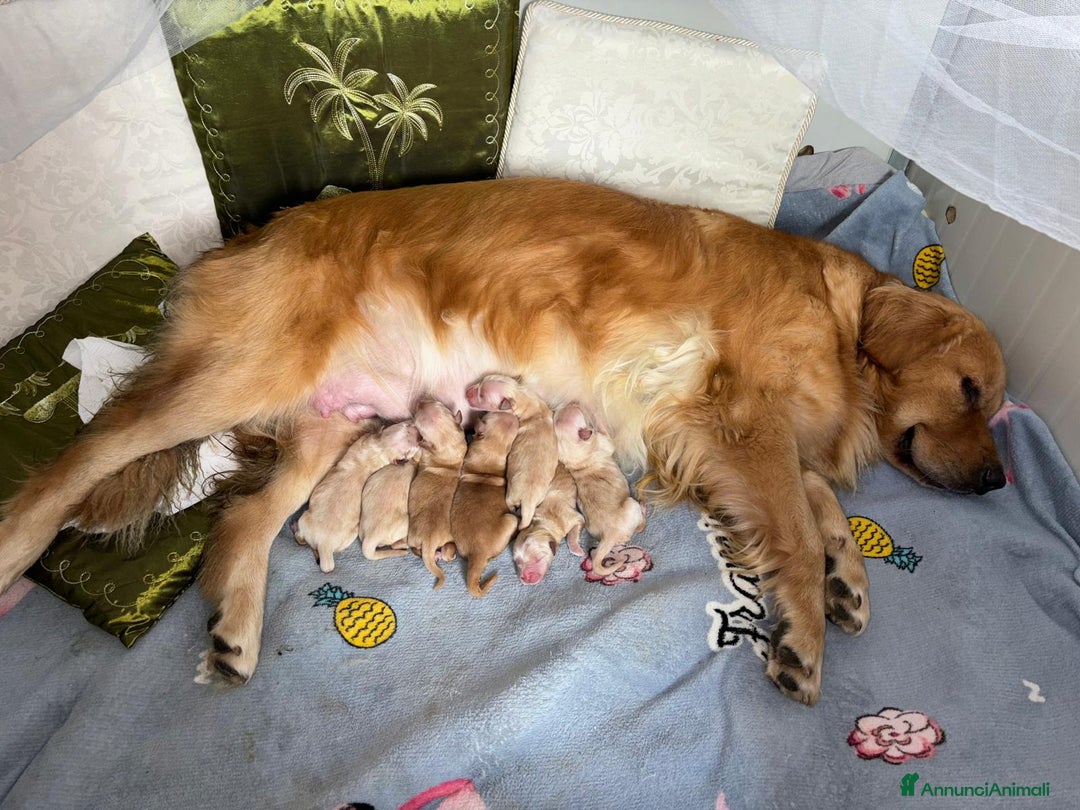 Golden Retriever cani in vendita: Golden Retriever - Americani 100% - Annuncio 2