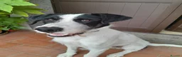 Meticcio cani in regalo: Snopopy bellissimo e dolcissimo spinoncino a Provincia di Bergamo - Annuncio 10