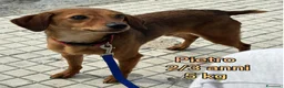Meticcio cani in regalo: CANI TAGLIA PICCOLA E CONTENUTA  - Annuncio 7