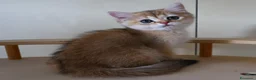 British gatti in vendita: British golden shorthair  - Annuncio 10