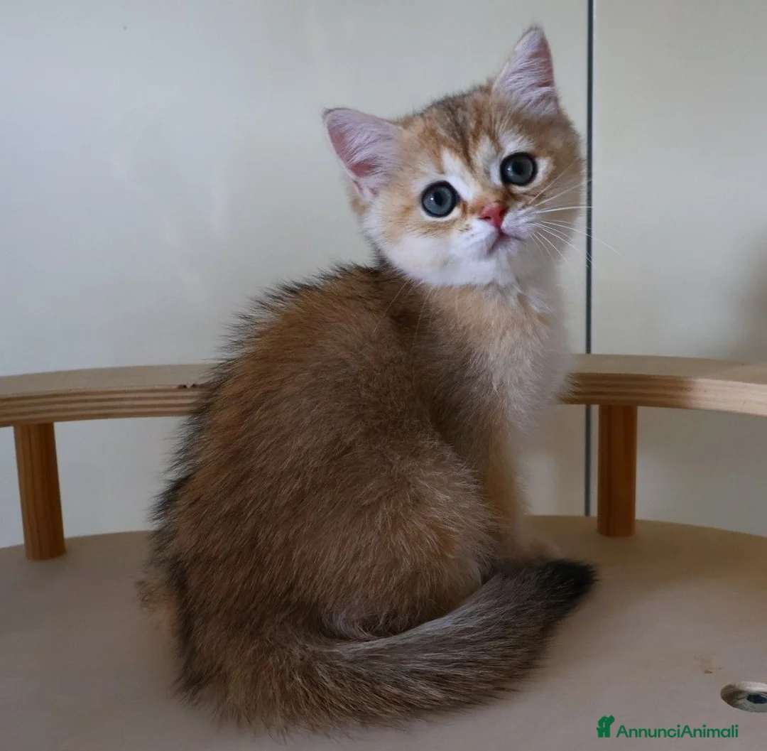 British gatti in vendita: British golden shorthair  - Annuncio 10