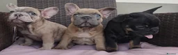 Bulldog Francese cani in vendita: Bulldog francese  - Annuncio 6