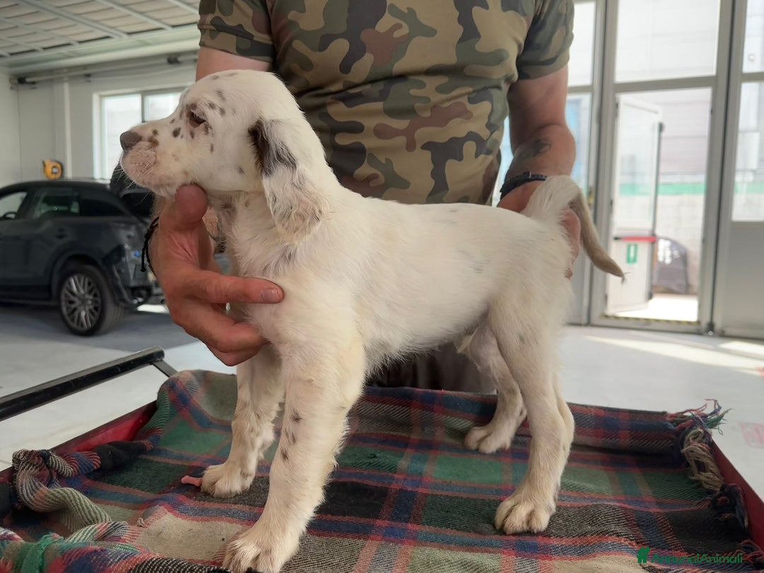 Setter Inglese cani in vendita: Setter inglesi maschi  a Provincia di Verona - Immagine 6