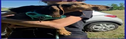 Segugio cani in regalo: ETTO GIOVANE  SEGUGIETTO TROVATO VAGANTE E MAGRO  - Annuncio 5