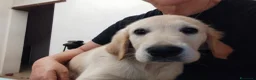 Golden Retriever cani in vendita: Femmina e maschio Golden retriever  - Annuncio 6