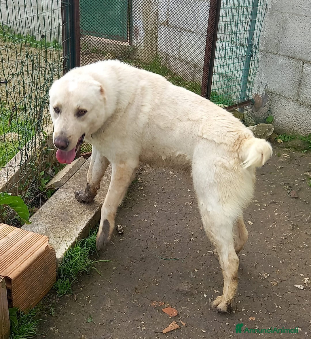 Pastore Asia Centrale cani in regalo: Rocco splendido pastore dell’Asia Centrale - Annuncio 5