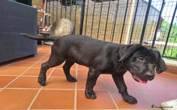 Labrador cani in vendita: Labrador  a Città metropolitana di Roma Capitale - Immagine 15